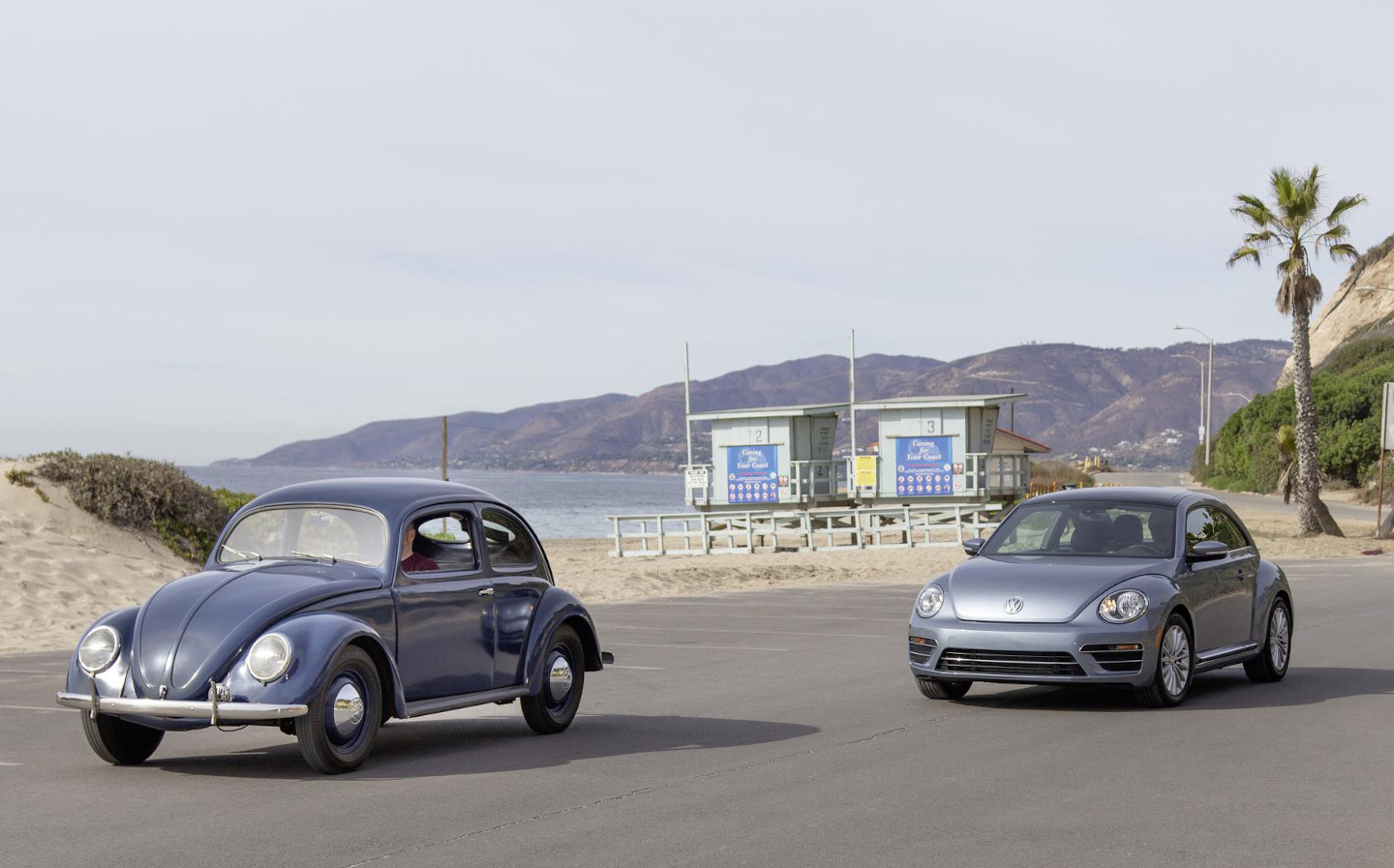 VW Beetles